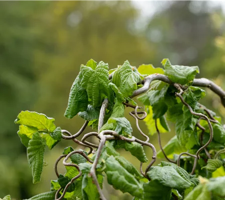 Beliebte Laubgehölze für den eigenen Garten Beliebte Laubgehölze für den eigenen Garten