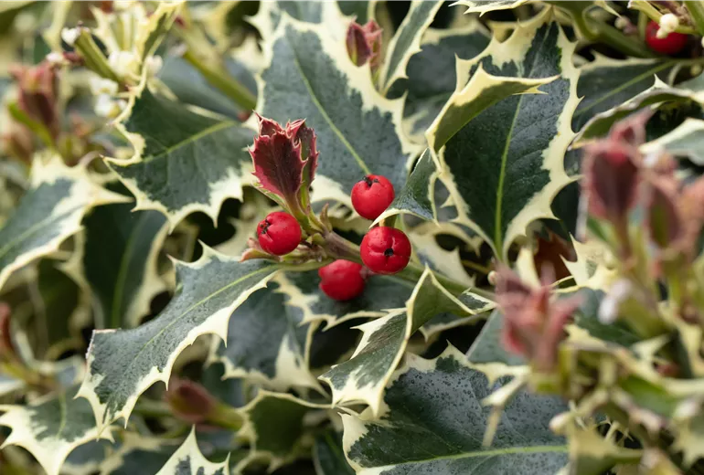 Ilex aquifolium 'Argentea Marginata' Ilex aquifolium 'Argentea Marginata'