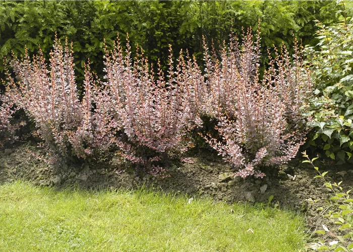 Berberitzen bereichern den Garten in jeder Hinsicht