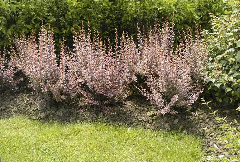Berberis Berberis