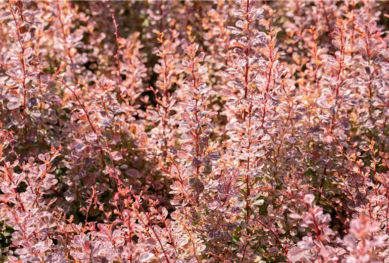 Berberis thunbergii 'Rose Glow' Berberis thunbergii 'Rose Glow'