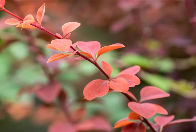 Berberis ottawensis 'Superba' Berberis ottawensis 'Superba'