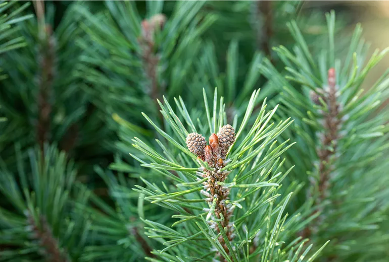 Pinus mugo 'Slavinii'