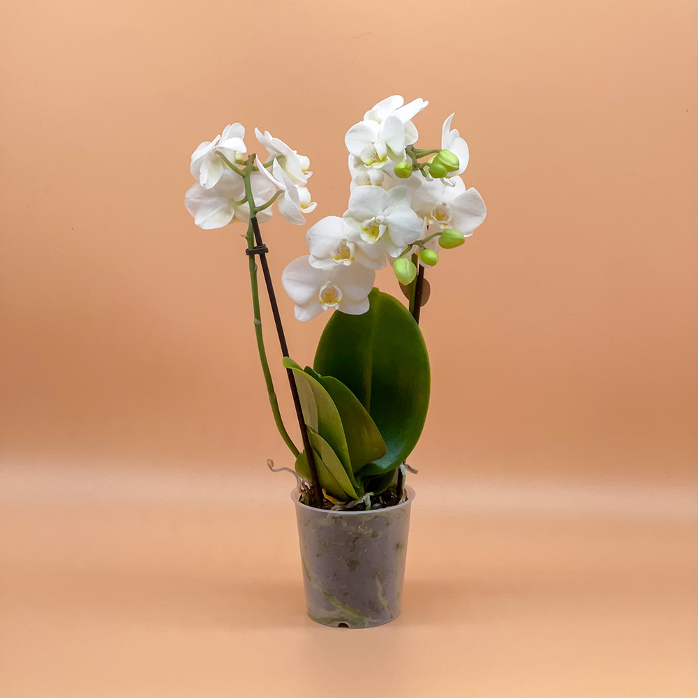 Schmetterlingsorchidee - Phalaenopsis klein