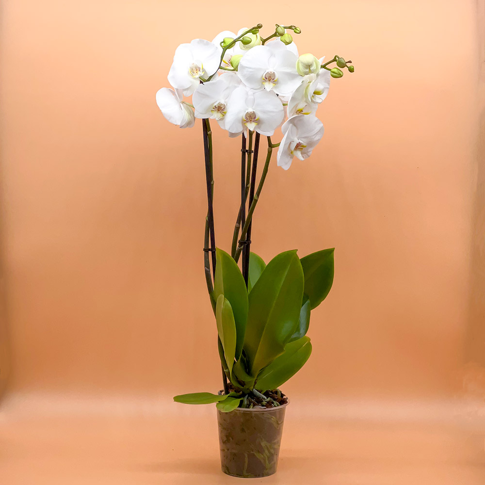 Schmetterlingsorchidee - Phalaenopsis