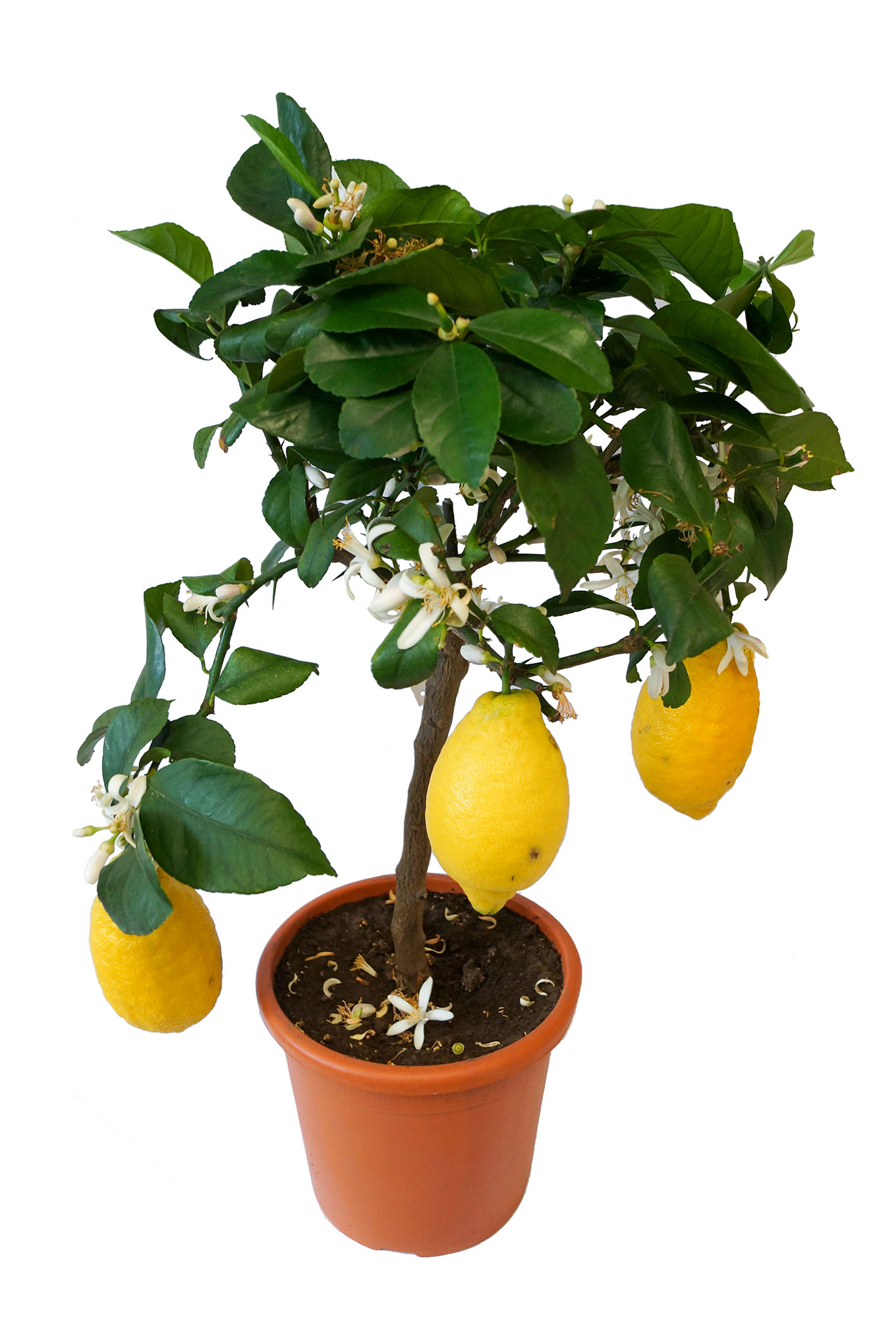 Zitrone   Citrus limon
