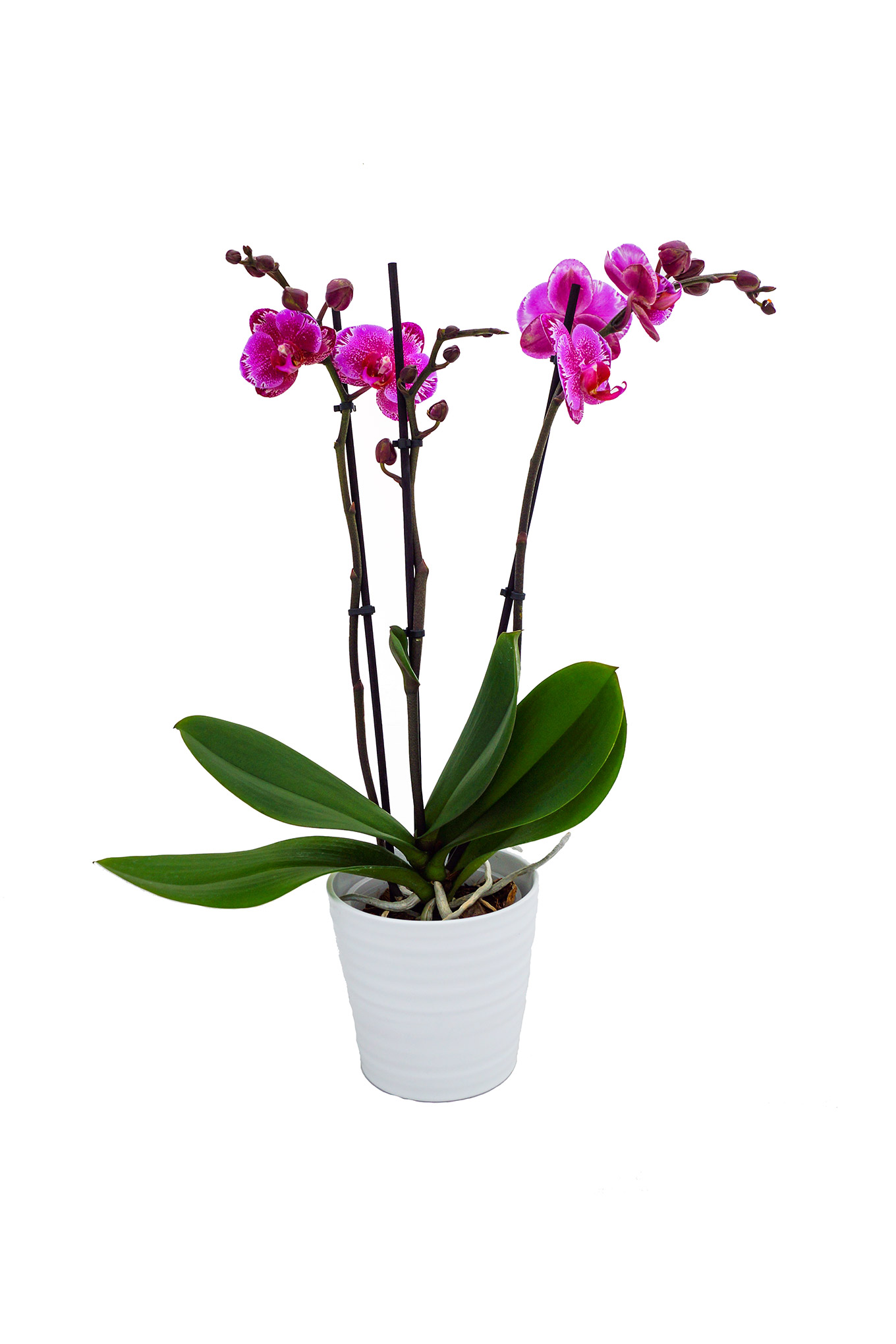 Phalaenopsis - Schmetterlingsorchidee