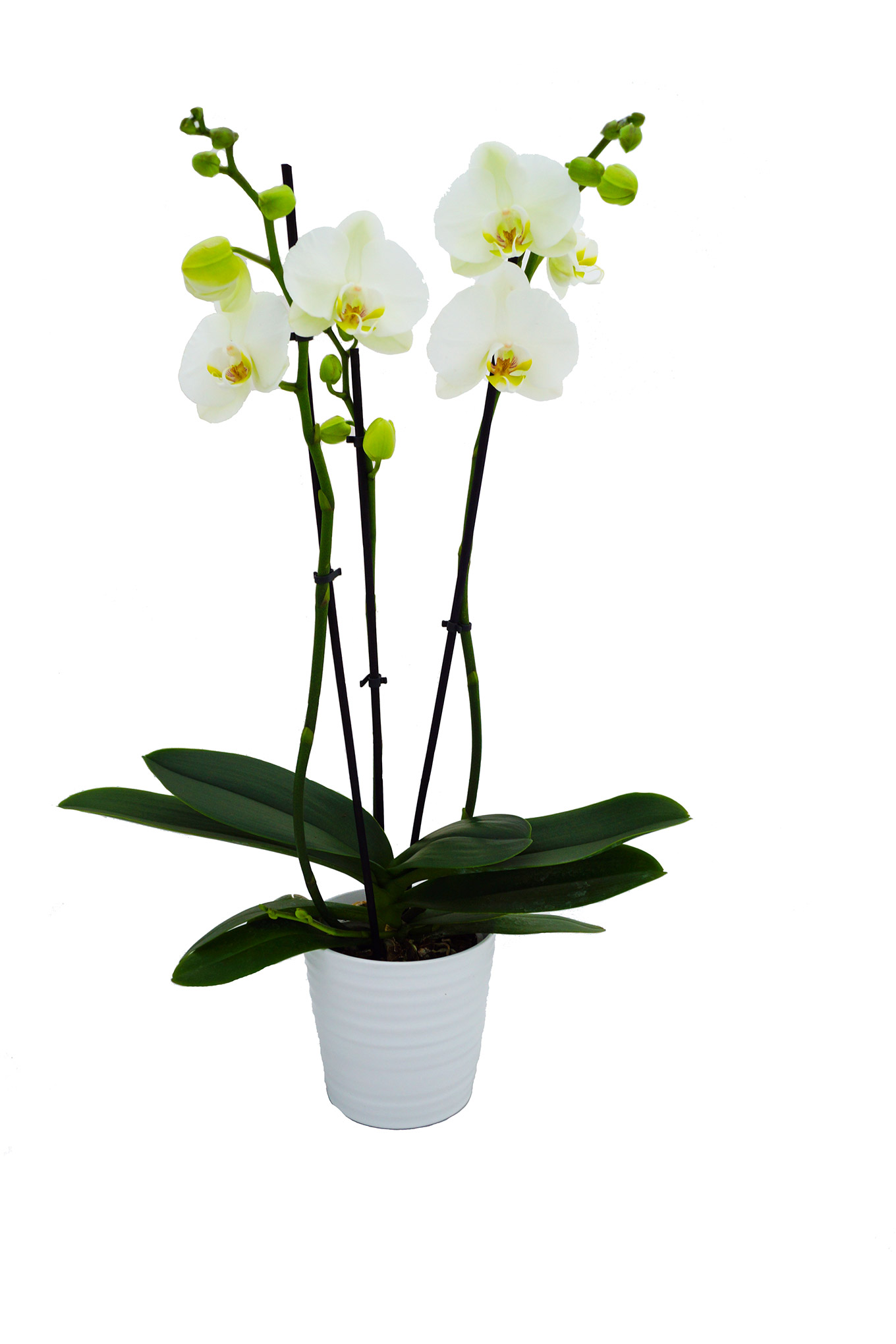Phalaenopsis - Schmetterlingsorchidee